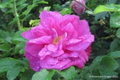 Titelseite 4 Titelseite -Blumen Verkäufe 10717 Rose 20Moje 20Hammarberg Strauchrose 2 6401f4ab d8be 476b a2da 1e588a82c353