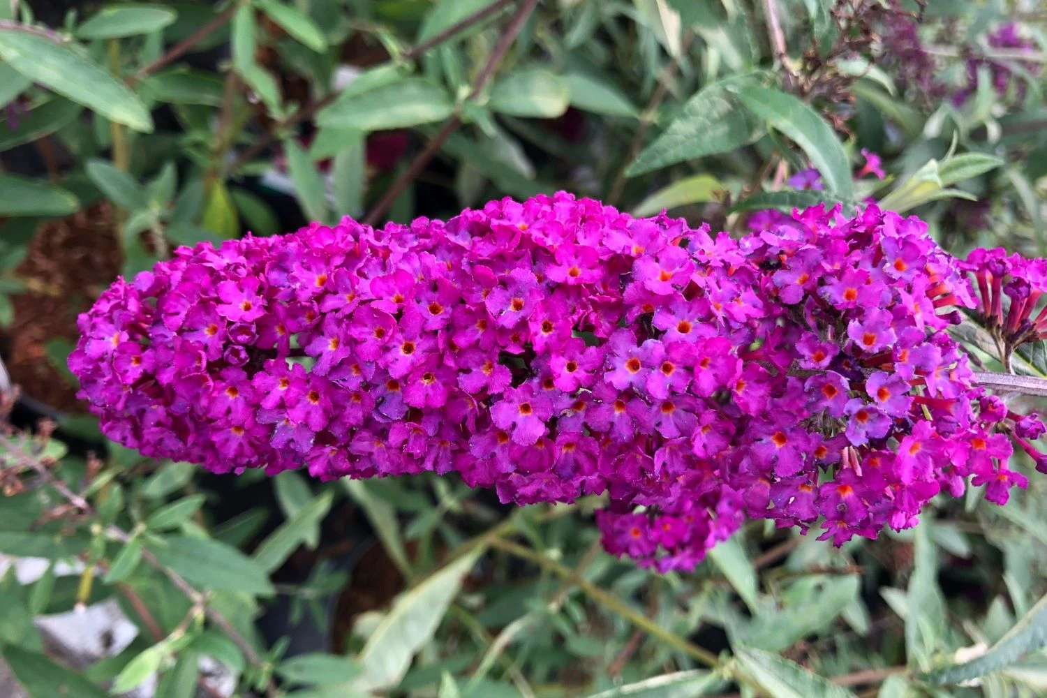 Buddleja Davidii 'Royal Red' (Sommerflieder) 1 Buddleja Davidii 'Royal Red' (Sommerflieder)