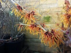 Bestseller 7 Hamamelis Intermedia 'Aphrodite' (Großblütige Zaubernuss)