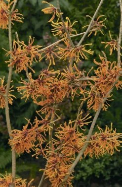 Bestseller -Blumen Verkäufe 15118 Hamamelis 20intermedia 20Aphrodite Grossbluetige 20Zaubernuss 2 d4eaf2de 0fed 48bb 85fa 0dbf13592e23