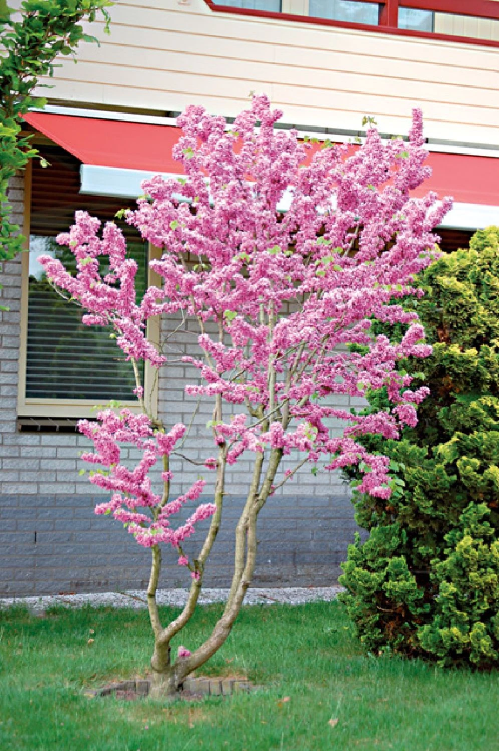 Cercis Chinensis 'Avondale' (Judasbaum) 2 Cercis Chinensis 'Avondale' (Judasbaum) – Bild 2