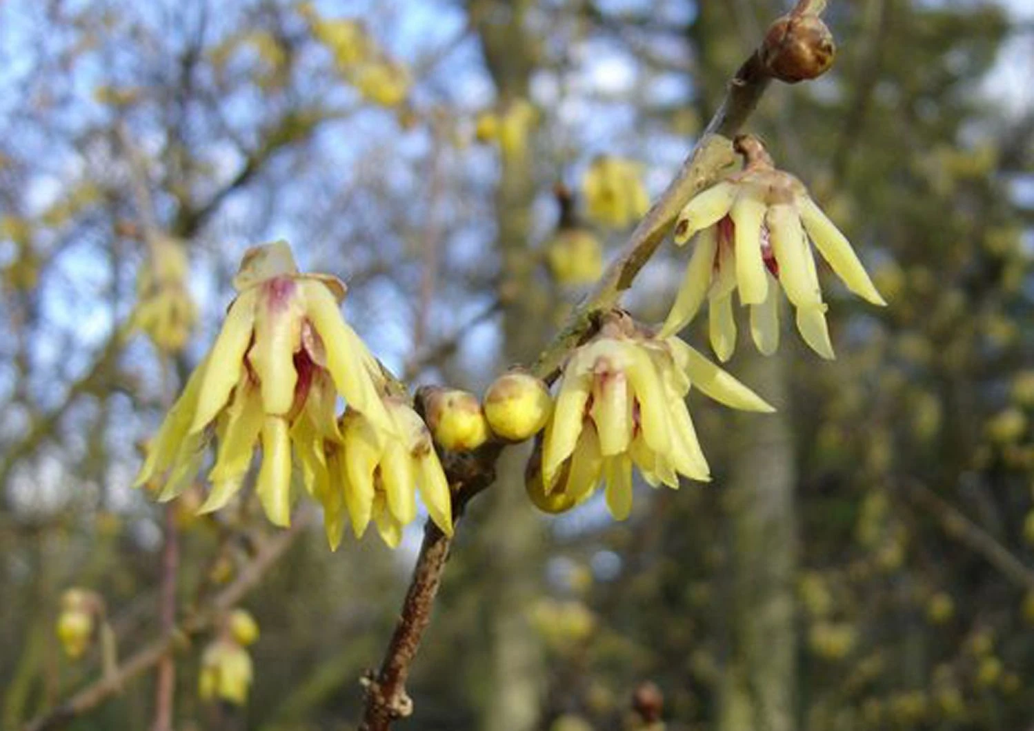 Chimonanthus Praecox (Winterblüte) 1 Chimonanthus Praecox (Winterblüte)