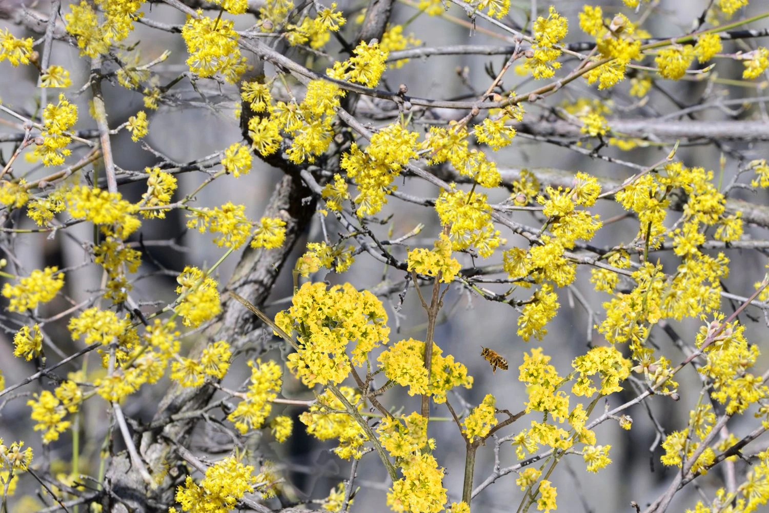 Cornus Mas (Kornelkirsche) 1 Cornus Mas (Kornelkirsche)