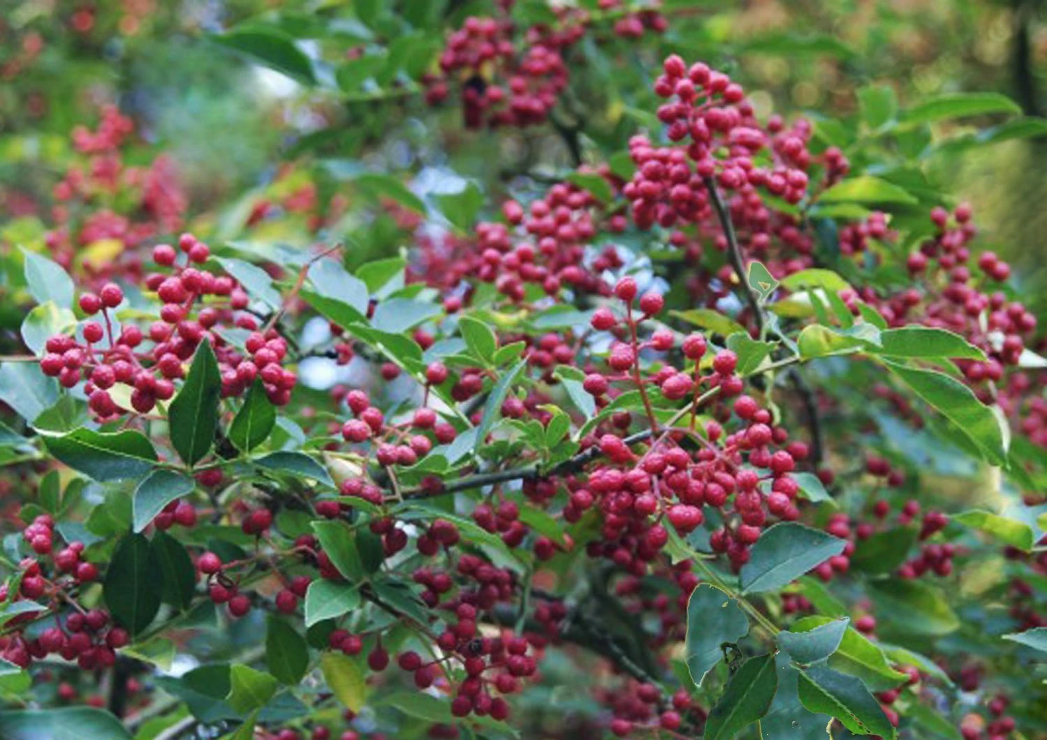 Zanthoxylum Simulans (Szechuanpfeffer) 1 Zanthoxylum Simulans (Szechuanpfeffer)