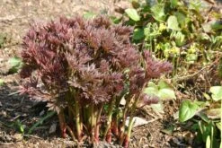 Paeonia Itoh-Hybride 'Bartzella' (Intersektionelle Pfingstrose) 11 Paeonia Itoh-Hybride 'Bartzella' (Intersektionelle Pfingstrose) -Blumen Verkäufe 2000002 Paeonia 20Itoh Hybride 20Bartzella Intersektionelle 20Pfingstrose 6 8e3682ed d89a 417c 9b13 2e8374a9778f