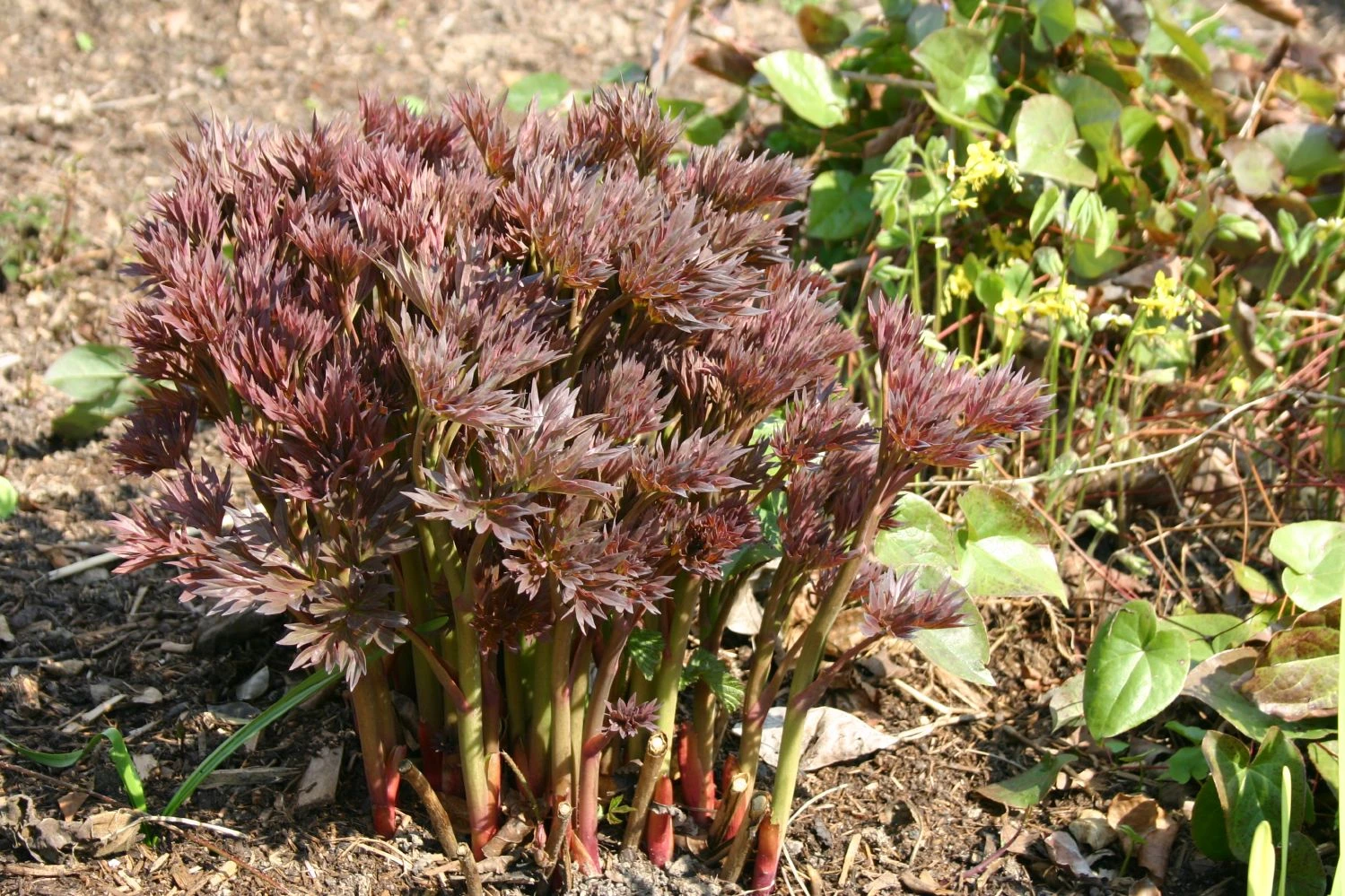 Paeonia Itoh-Hybride 'Bartzella' (Intersektionelle Pfingstrose) 6 Paeonia Itoh-Hybride 'Bartzella' (Intersektionelle Pfingstrose) - Image 6