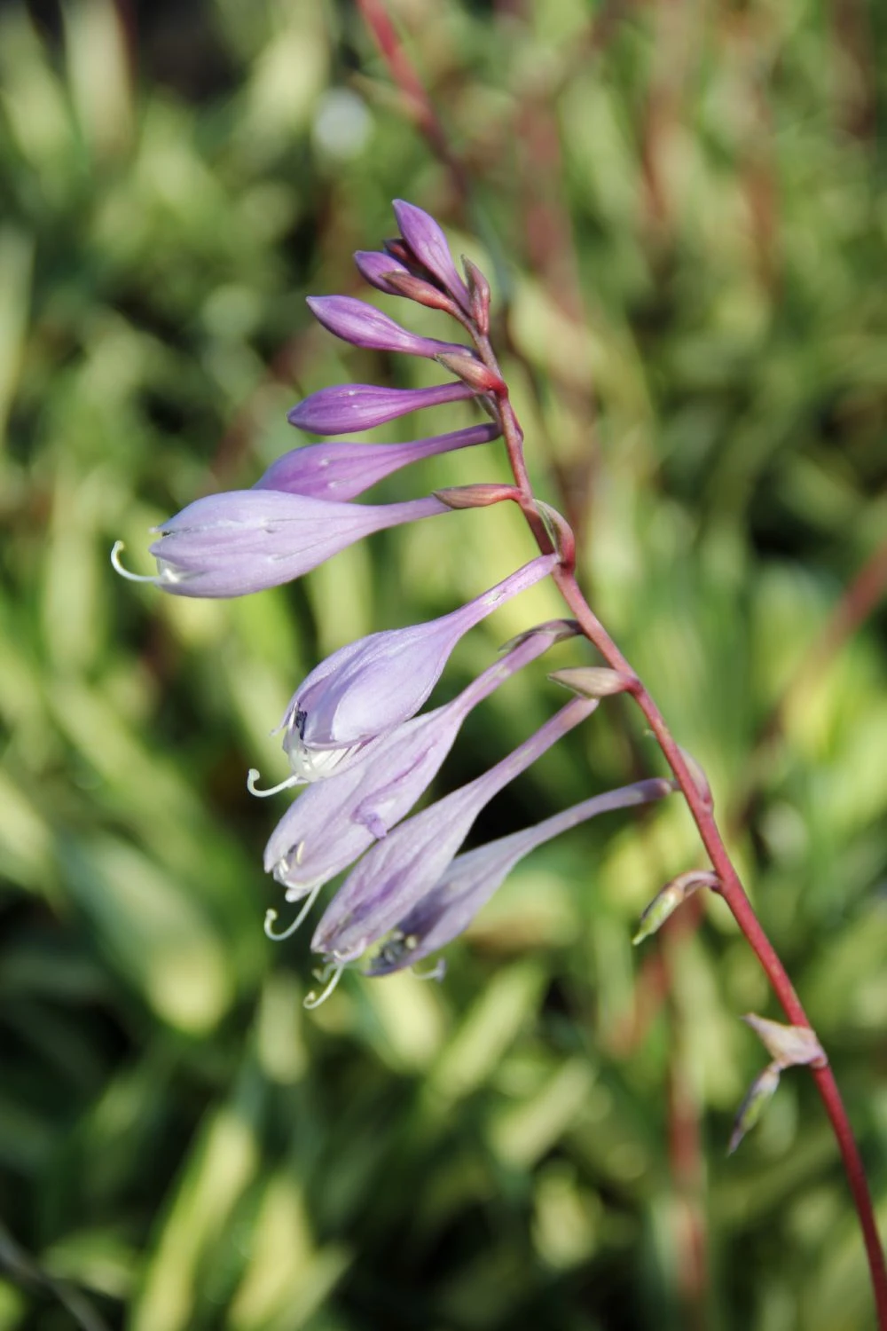 Hosta 'Cherry Berry' (Funkie | Herzblattlilie) 2 Hosta 'Cherry Berry' (Funkie | Herzblattlilie) - Image 2