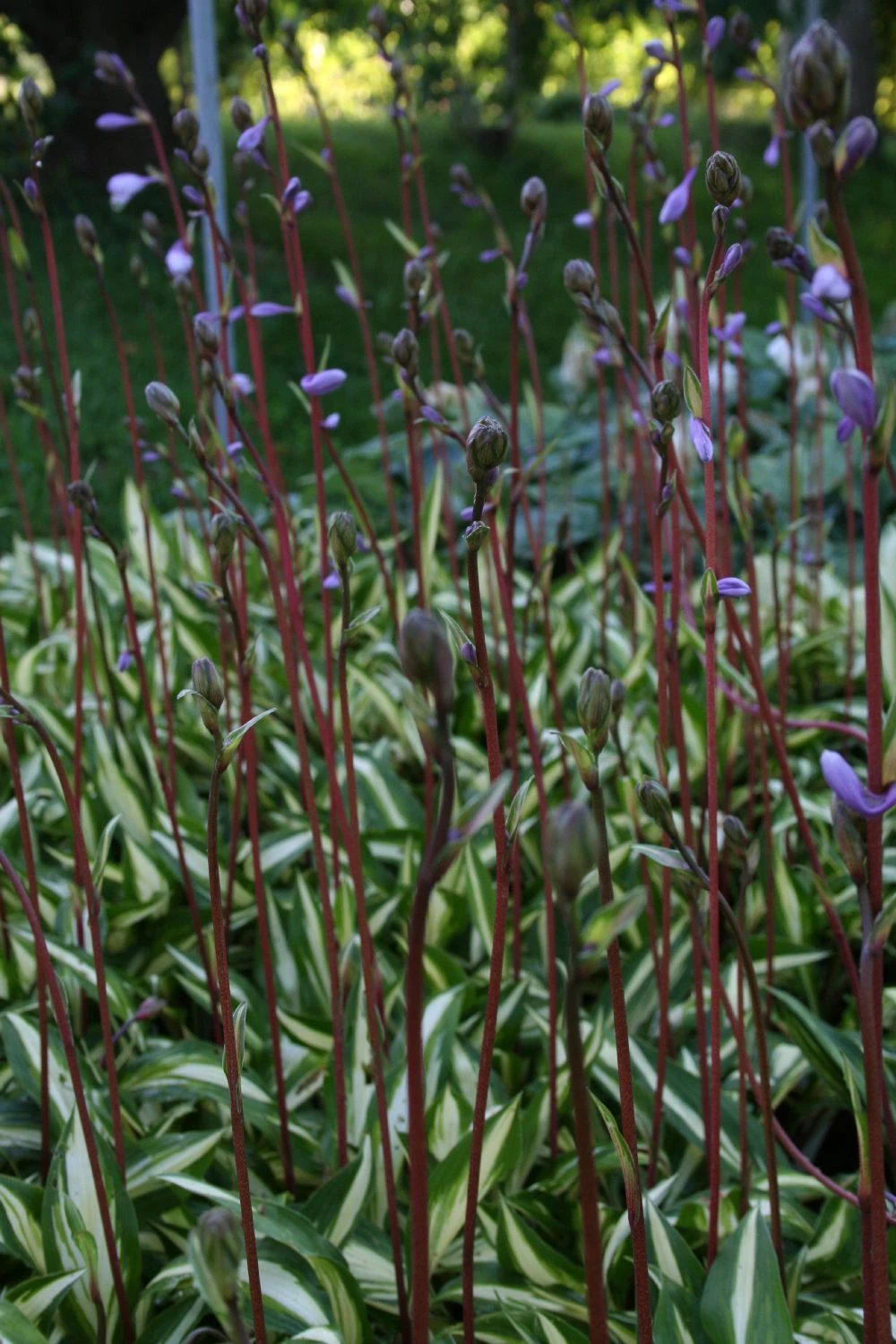 Hosta 'Cherry Berry' (Funkie | Herzblattlilie) 3 Hosta 'Cherry Berry' (Funkie | Herzblattlilie) - Image 3