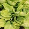 Hosta 'Sum And Substance' (Funkie | Herzblatt-Lilie)