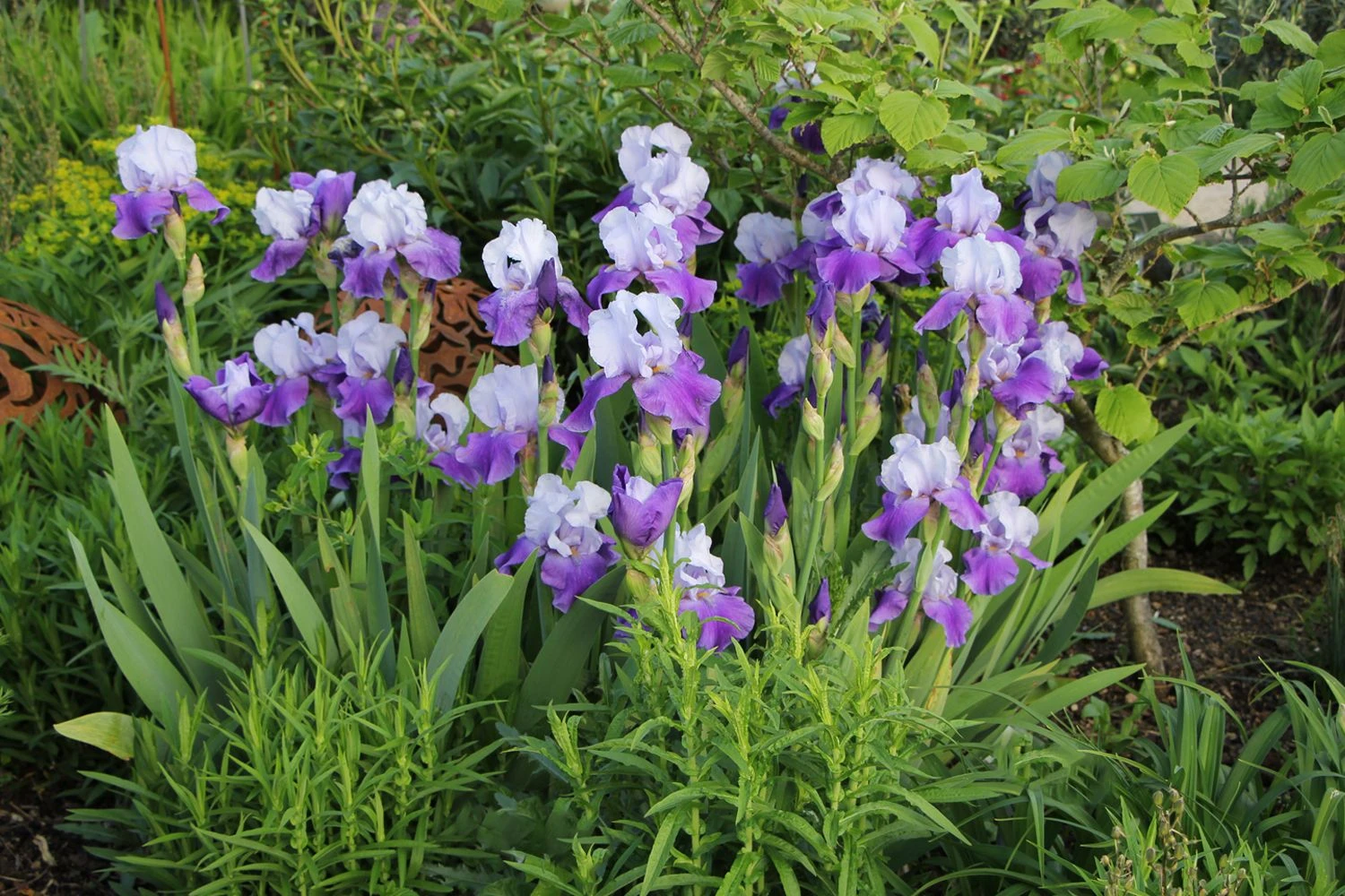 Iris Barbata-Elatior 'Helen Von Zeppelin' (Hohe Bartschwertlilie) 2 Iris Barbata-Elatior 'Helen Von Zeppelin' (Hohe Bartschwertlilie) - Image 2