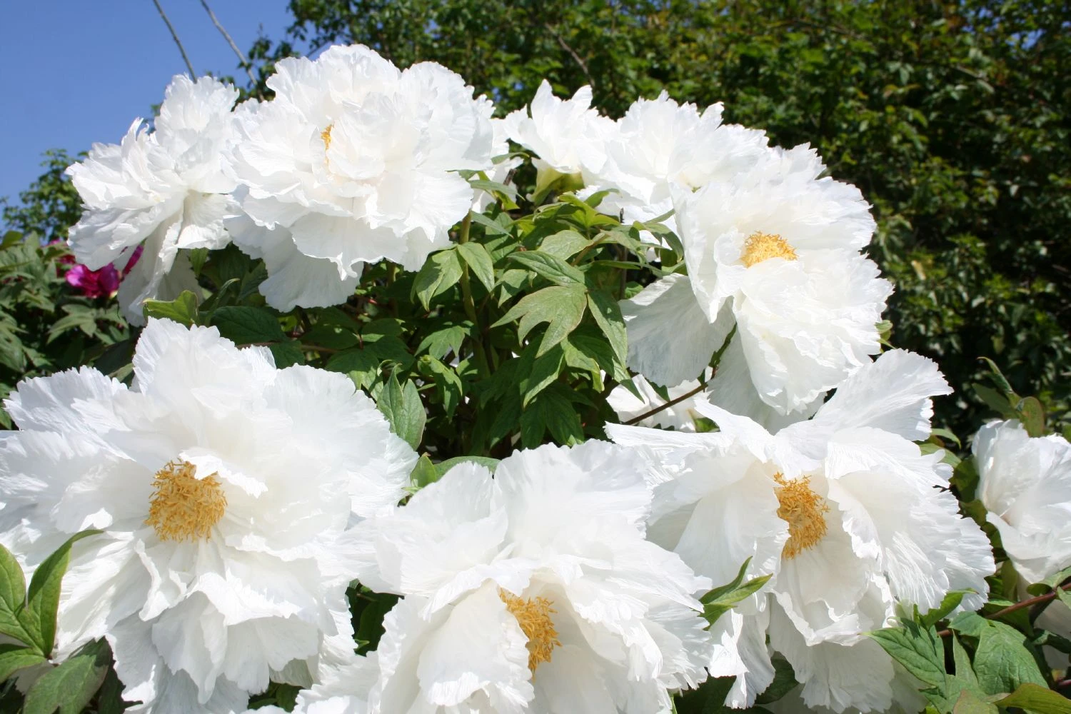 Paeonia Suffruticosa 'Renkaku' (Strauchpfingstrose 'Kranichschar') 3 Paeonia Suffruticosa 'Renkaku' (Strauchpfingstrose 'Kranichschar') - Image 3