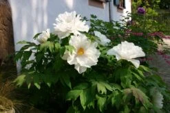 Paeonia Suffruticosa 'Renkaku' (Strauchpfingstrose 'Kranichschar') 11 Paeonia Suffruticosa 'Renkaku' (Strauchpfingstrose 'Kranichschar') -Blumen Verkäufe 2000648 Paeonia 20suffruticosa 20Renkaku Strauchpfingstrose 20Kranichschar 4 8f2e5d26 05ac 45da 9c6f 29f123fc6e00