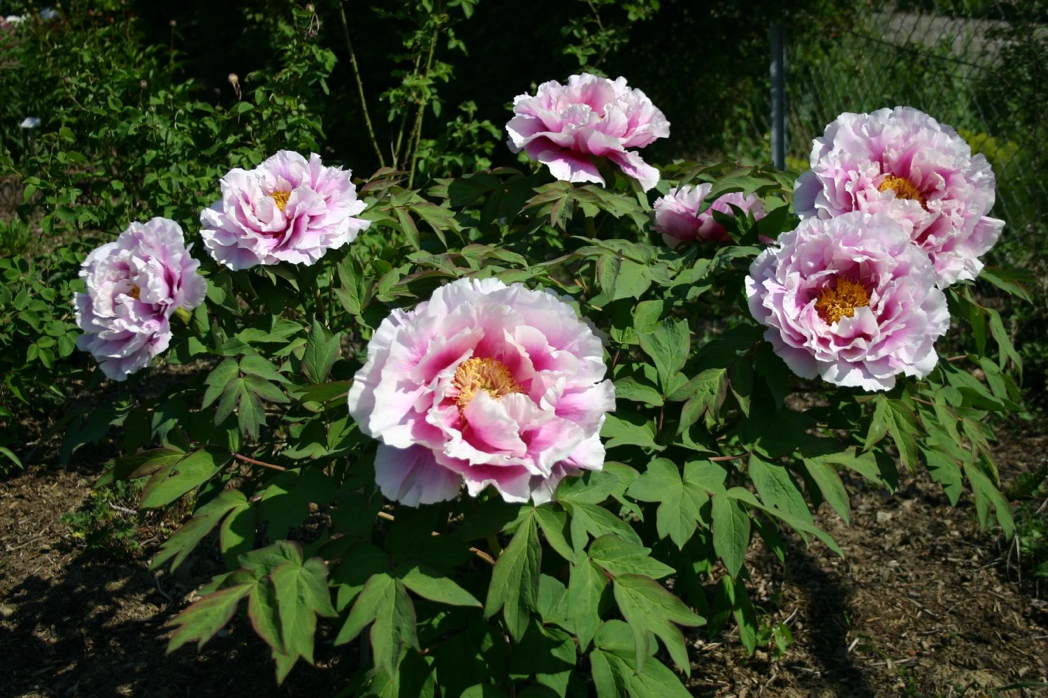 Paeonia Suffruticosa 'Shimanofuji' (Strauchpfingstrose 'Insel Glyzinie') 2 Paeonia Suffruticosa 'Shimanofuji' (Strauchpfingstrose 'Insel Glyzinie') - Image 2