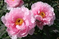 Paeonia Suffruticosa 'Yachiyo Tsubaki' (Strauchpfingstrose 'Unvergängliche Kamelie') -Blumen Verkäufe 2000666 Paeonia 20suffruticosa 20Yachiyo 20Tsubaki Strauchpfingstrose 20Unvergaengliche 20Kamelie 4