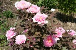 Paeonia Suffruticosa 'Yachiyo Tsubaki' (Strauchpfingstrose 'Unvergängliche Kamelie') -Blumen Verkäufe 2000666 Paeonia 20suffruticosa 20Yachiyo 20Tsubaki Strauchpfingstrose 20Unvergaengliche 20Kamelie 5