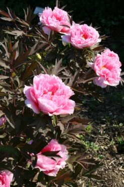 Paeonia Suffruticosa 'Yachiyo Tsubaki' (Strauchpfingstrose 'Unvergängliche Kamelie') -Blumen Verkäufe 2000666 Paeonia 20suffruticosa 20Yachiyo 20Tsubaki Strauchpfingstrose 20Unvergaengliche 20Kamelie 7