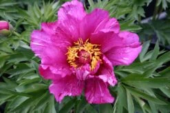 Paeonia Itoh-Hybride 'Morning Lilac' (Intersektionelle Pfingstrose)