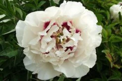 Paeonia Rockii 'Gui Fu Ren' (Strauchpfingstrose 'Edelfrau')