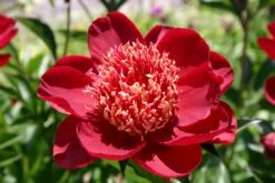 Paeonia Lactiflora 'Hari-Ai-Nin' (Staudenpfingstrose)