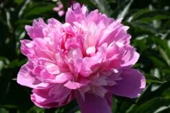 Paeonia Lactiflora 'Kelway's Lovely' (Staudenpfingstrose)
