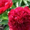 Paeonia Lactiflora 'Red Charm' (Staudenpfingstrose)
