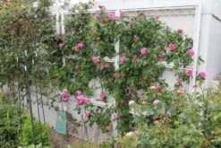 Rose 'Gertrude Jekyll' (Englische Rose) -Blumen Verkäufe 2001635 Rose 20Gertrude 20Jekyll Englische 20Rose 3