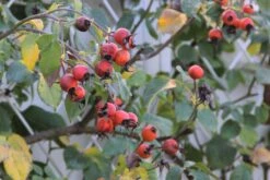 Rose 'Gertrude Jekyll' (Englische Rose) -Blumen Verkäufe 2001635 Rose 20Gertrude 20Jekyll Englische 20Rose 4