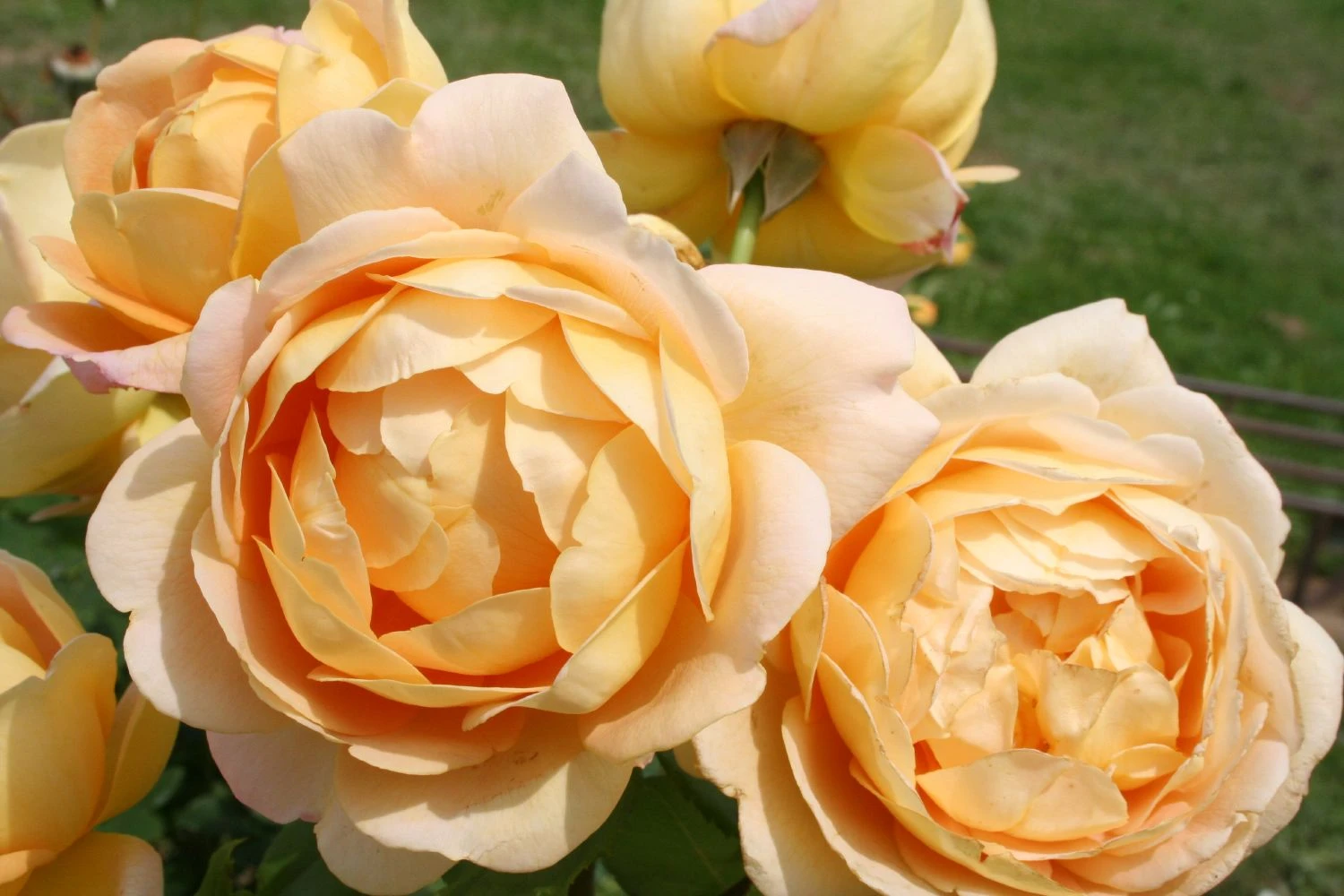 Rose 'Golden Celebration' (Englische Rose) 1 Rose 'Golden Celebration' (Englische Rose)