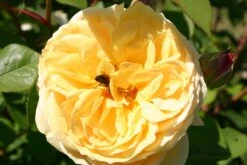 Rose 'The Pilgrim' (Englische Rose)