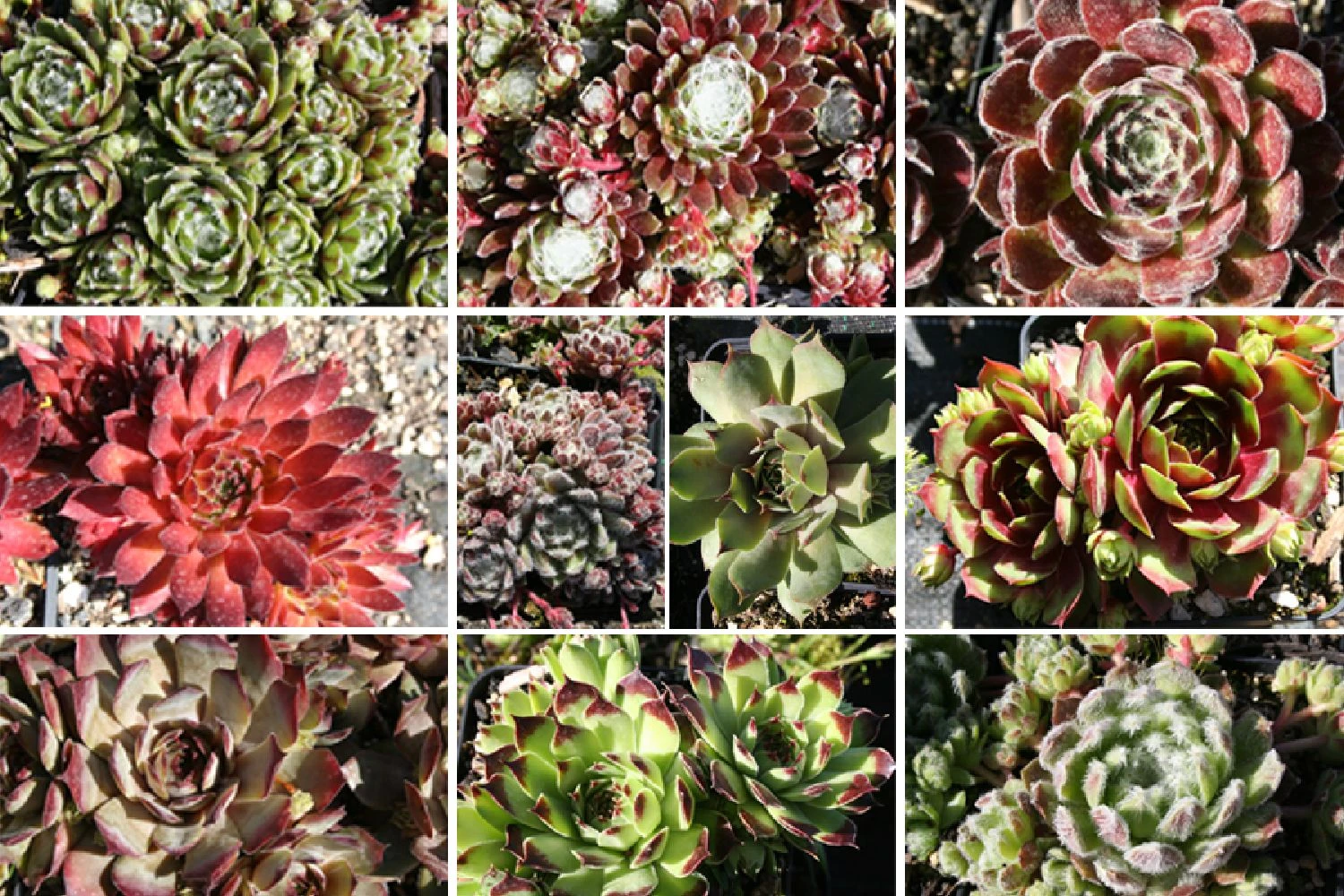 Sempervivum-Sortiment 10 Verschiedene Sorten (Garten-Hauswurz) 1 Sempervivum-Sortiment 10 Verschiedene Sorten (Garten-Hauswurz)
