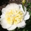 Paeonia Lactiflora 'Honey Gold' (Staudenpfingstrose)