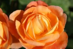 Rose 'Lady Emma Hamilton' (Englische Rose)