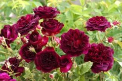 Rose 'Munstead Wood' (Englische Rose)