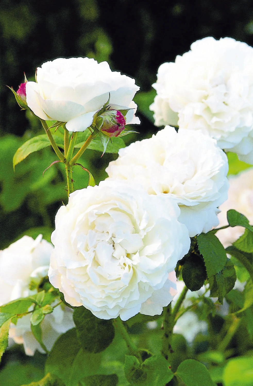 Rose 'Winchester Cathedral' (Englische Rose) 1 Rose 'Winchester Cathedral' (Englische Rose)