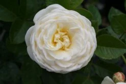 Rose 'Artemis' (Strauchrose) 5 Rose 'Artemis' (Strauchrose) -Blumen Verkäufe 2002002 Rose 20Artemis Strauchrose 3