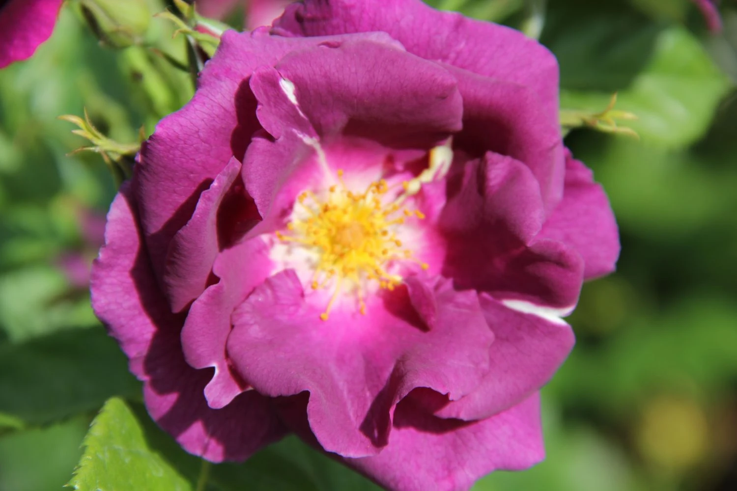 Rose 'Rhapsody In Blue' (Strauchrose) 1 Rose 'Rhapsody In Blue' (Strauchrose)