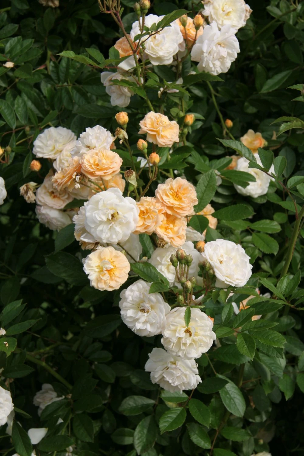 Rose 'Ghislaine De Feligonde' (Kletterrose) 1 Rose 'Ghislaine De Feligonde' (Kletterrose)