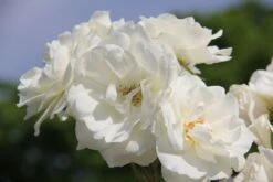 Rose 'Schneewittchen' (Strauchrose)