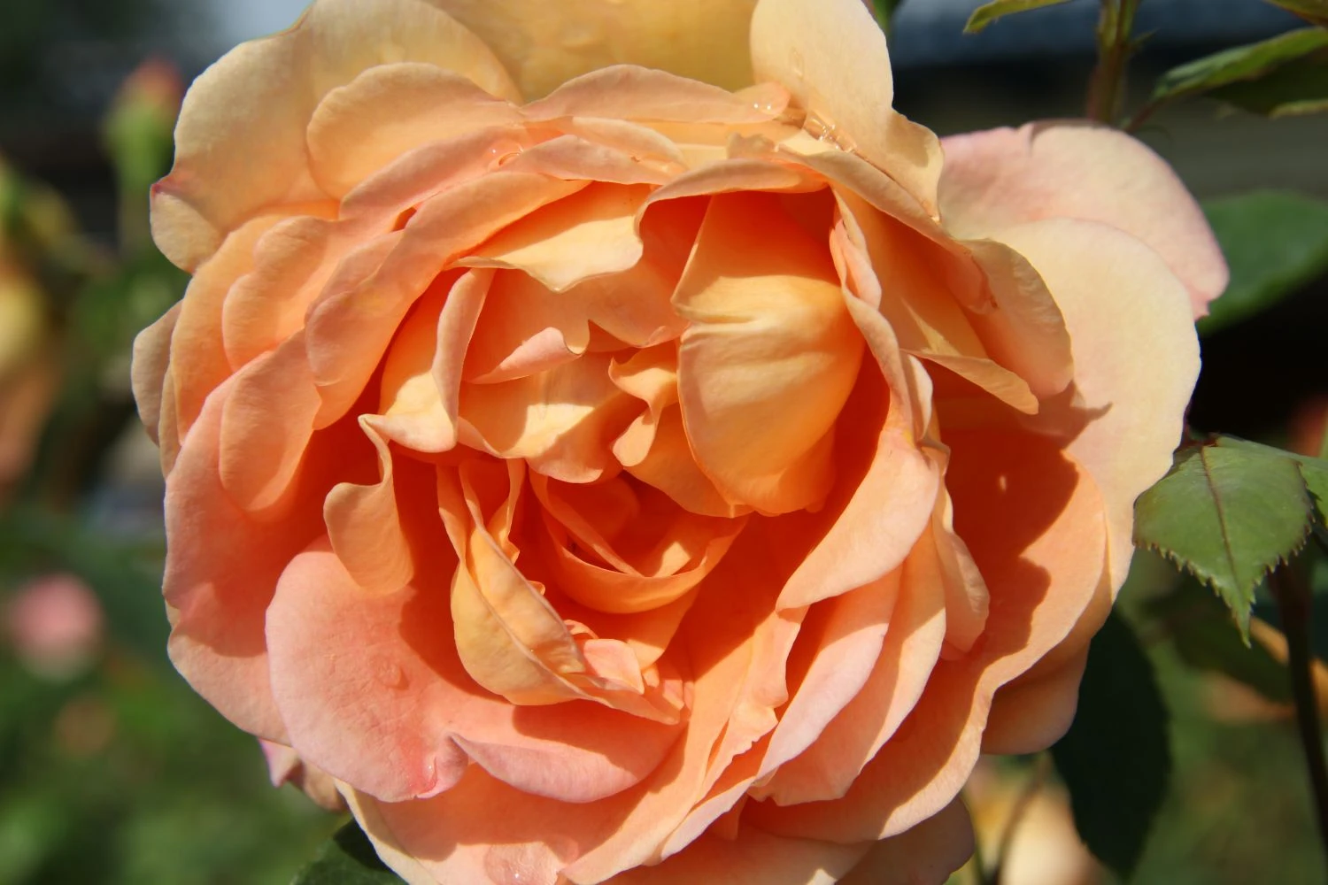 Rose 'Lady Of Shalott' (Englische Rose) 1 Rose 'Lady Of Shalott' (Englische Rose)