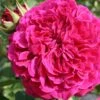Rose 'William Shakespeare 2000' (Englische Rose)