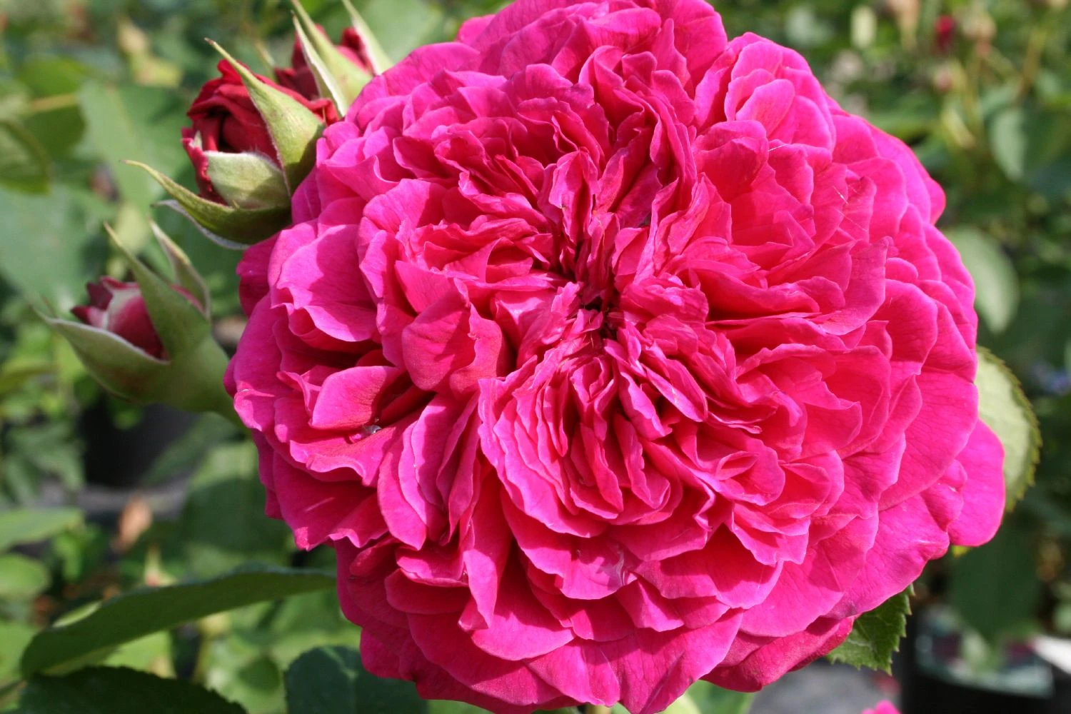 Rose 'William Shakespeare 2000' (Englische Rose) 1 Rose 'William Shakespeare 2000' (Englische Rose)