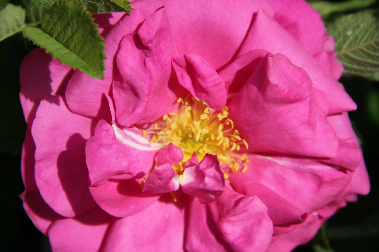 Rose 'Wild Edric' (Englische Rose | Heckenrose) 1 Rose 'Wild Edric' (Englische Rose | Heckenrose)