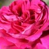 Rose 'Young Lycidas' (Englische Rose)