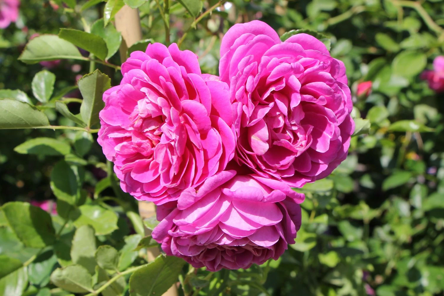 Rose 'Starlet Rose Melina' (Kletterrose) 1 Rose 'Starlet Rose Melina' (Kletterrose)