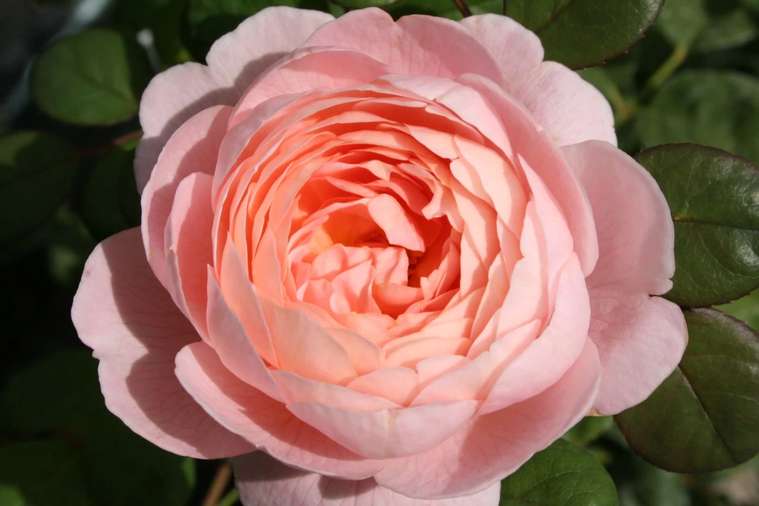 Rose 'Queen Of Sweden' (Englische Rose) 1 Rose 'Queen Of Sweden' (Englische Rose)