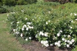 Rose 'Aspirin-Rose' (Beetrose) -Blumen Verkäufe 2002415 Rose 20Aspirin Rose Beetrose 3