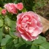 Rose Damascena 'Trigintipetala' (Historische Rose)
