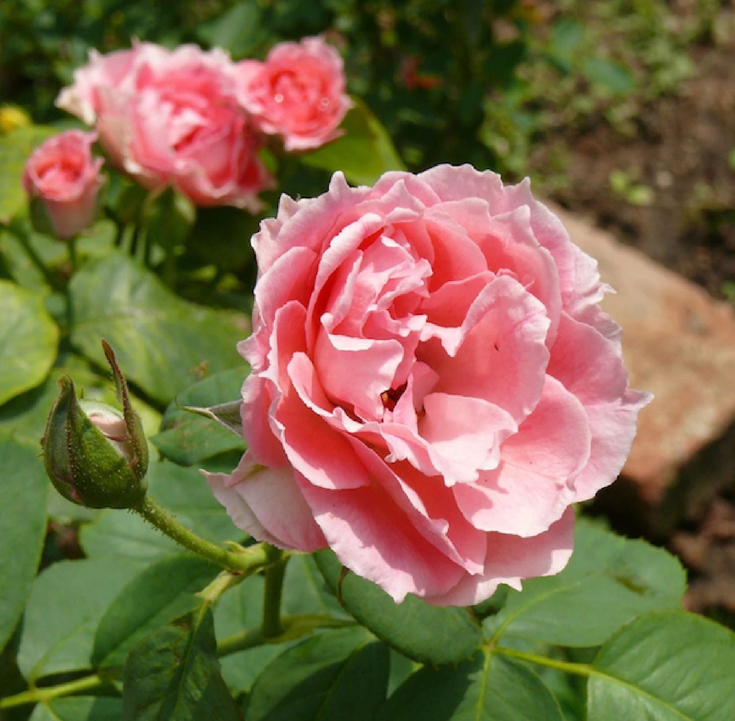 Rose Damascena 'Trigintipetala' (Historische Rose) 1 Rose Damascena 'Trigintipetala' (Historische Rose)