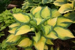 Hosta 'Orange Marmalade' (Funkie | Herzblattlilie)