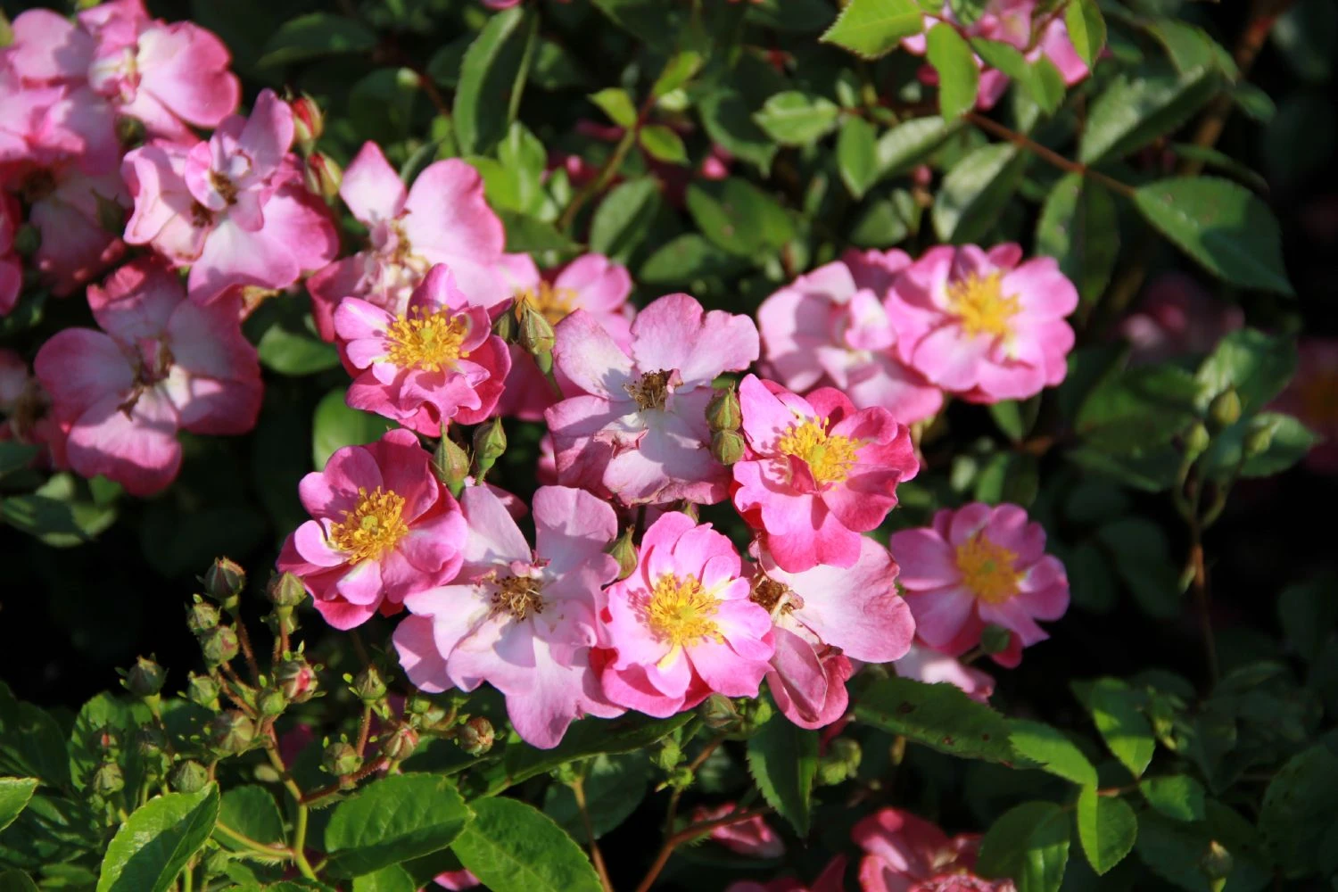 Rose 'Lavender Dream' (Bodendeckerrose) 2 Rose 'Lavender Dream' (Bodendeckerrose) - Image 2